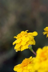 秋の花