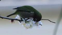 おくまでも