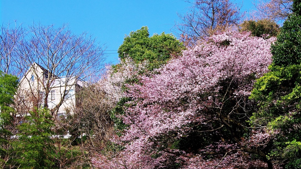 山桜