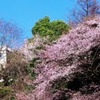 山桜