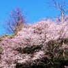 山桜