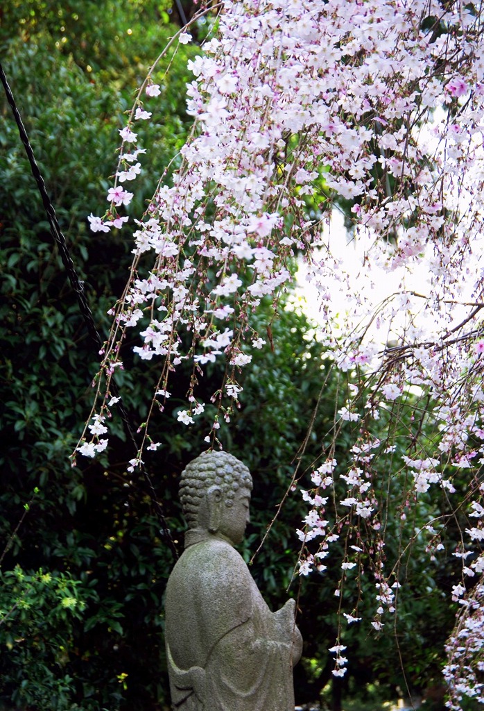 しだれ桜