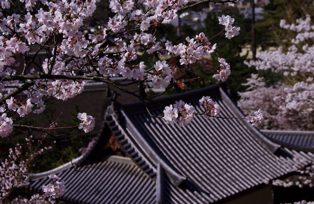 さくら