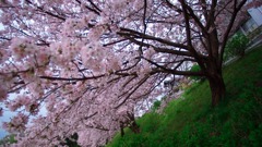 春の息吹