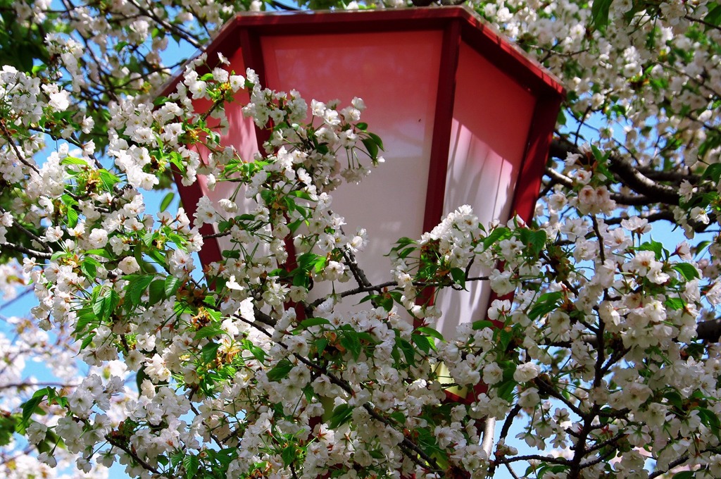 桜と灯篭