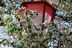 桜と灯篭