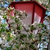 桜と灯篭