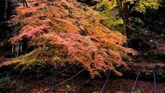 仏通寺の紅葉