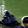 めざせてっぺん