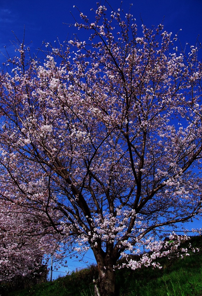 土手の桜