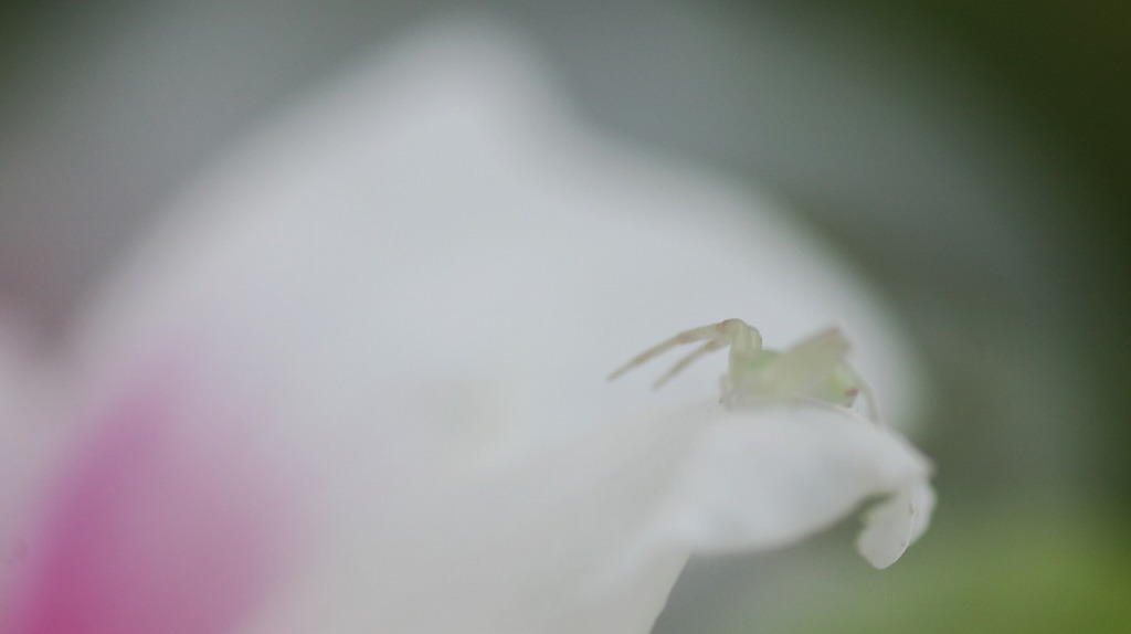 小さな生き物
