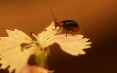 秋の虫