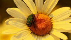 花と虫