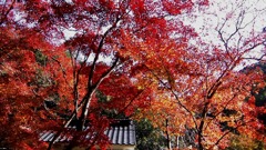 仏通寺の紅葉