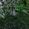 桜ちる