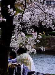 桜の下で