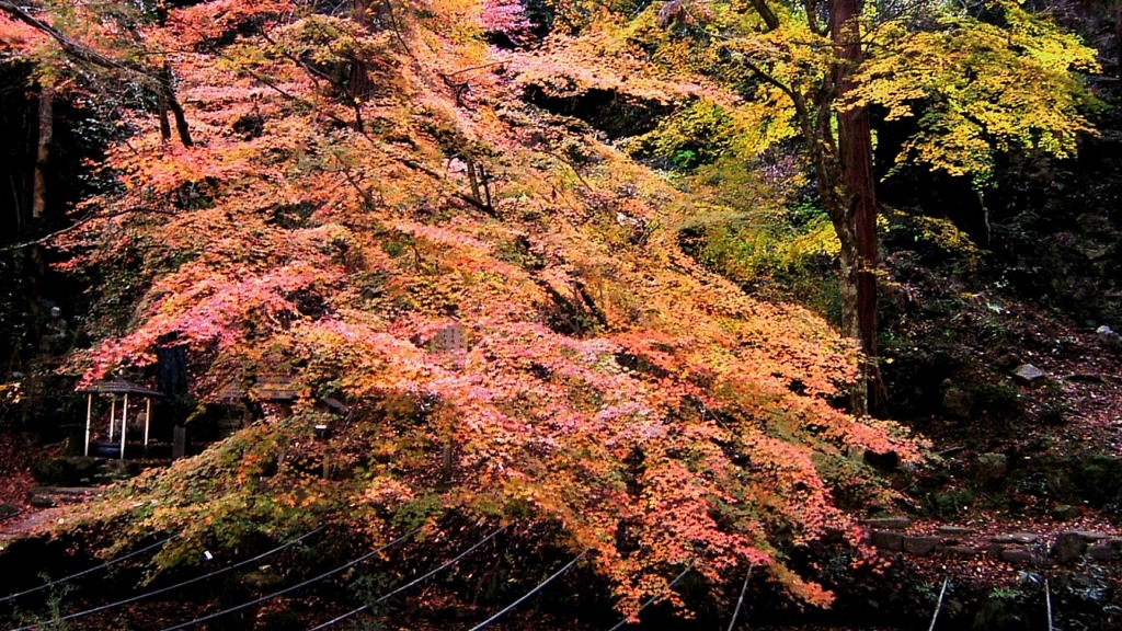 仏通寺の紅葉