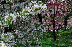 造幣局の桜
