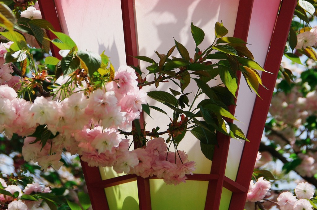 八重桜