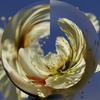 白梅の舞