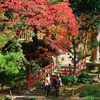 紅葉をなつかしむ