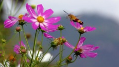 蛾と花