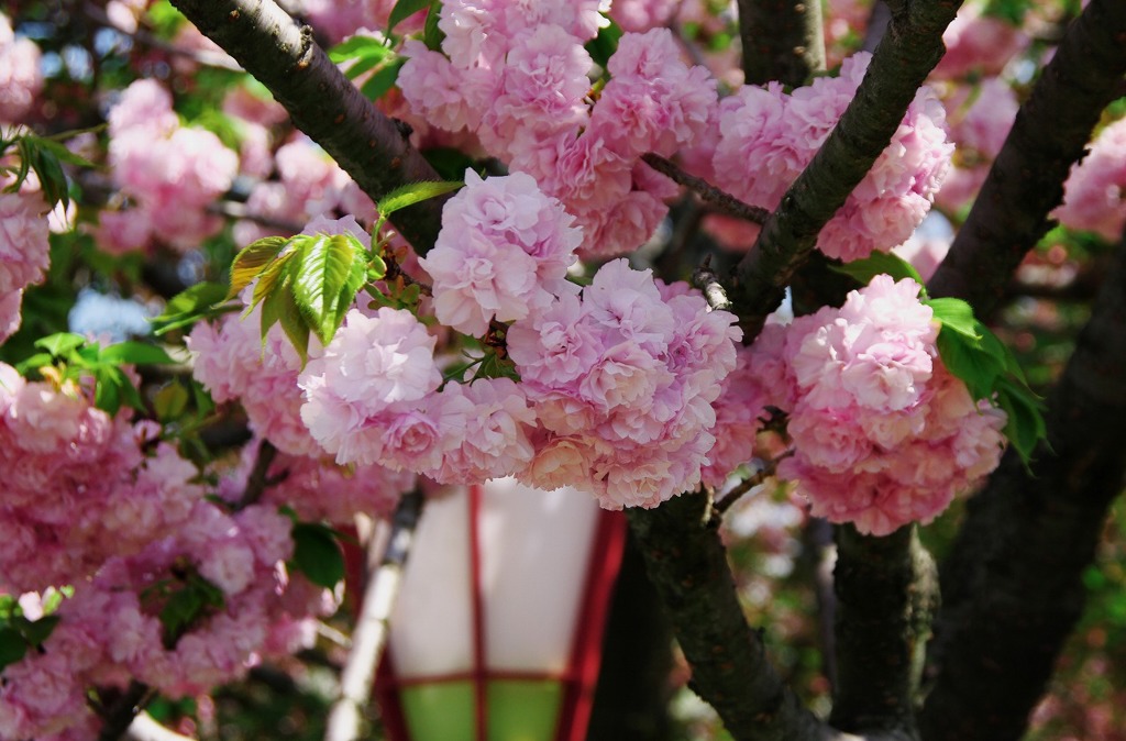 八重桜