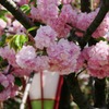 八重桜