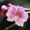 縮景園の梅