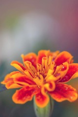 秋の花