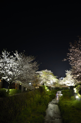 蛍を待つ桜川