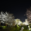 蛍を待つ桜川