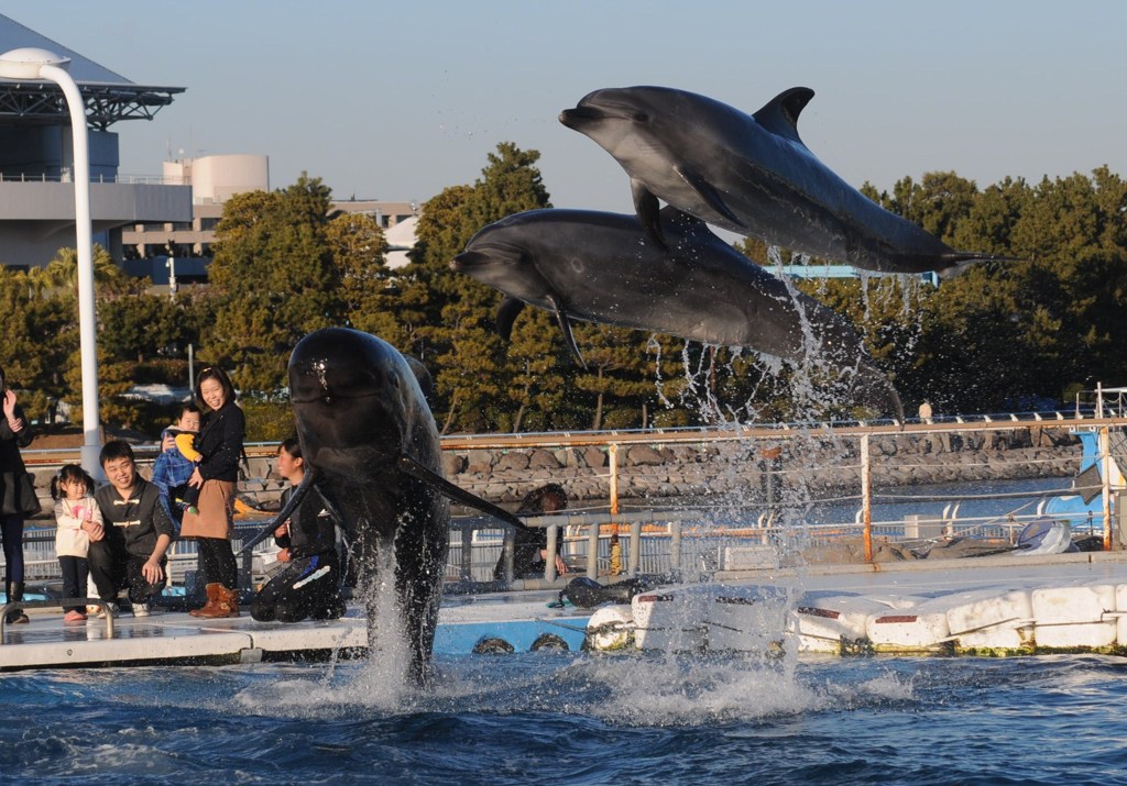 イルカとクジラのジャンプの共演