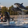 イルカとクジラのジャンプの共演