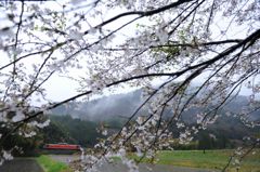 春雨