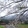春雨