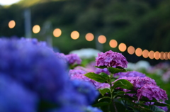 紫陽花