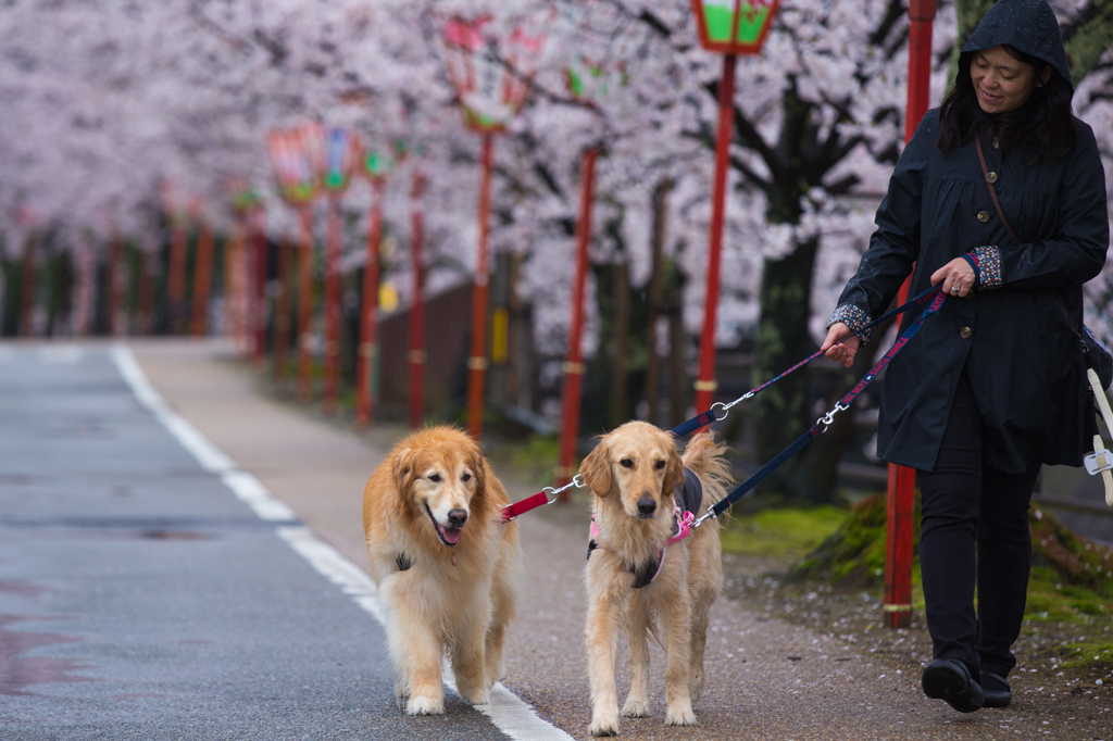 桜の道を・・・