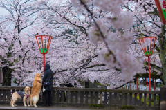 お花見