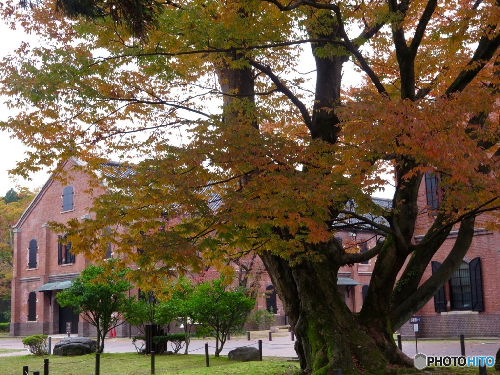 公園の秋②