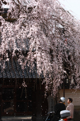 慶恩寺の枝垂桜