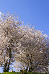 丘の上の桜