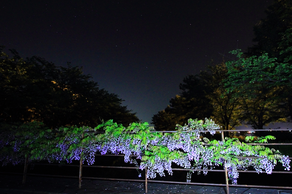 藤と東の星空