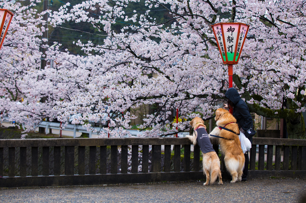 お花見