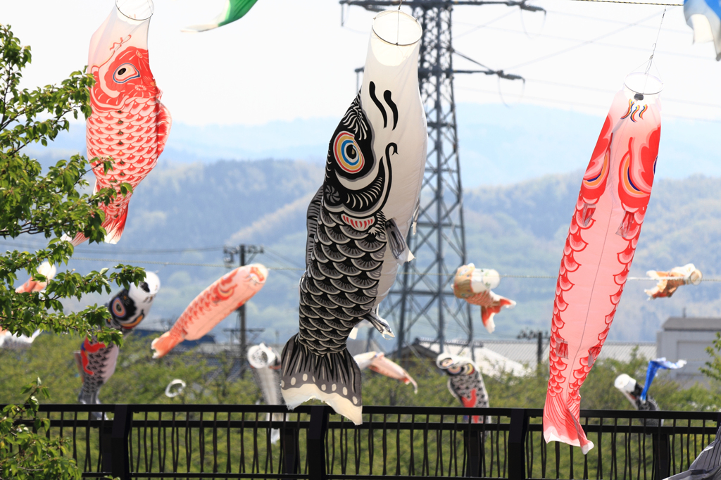 高橋川の鯉のぼり_2