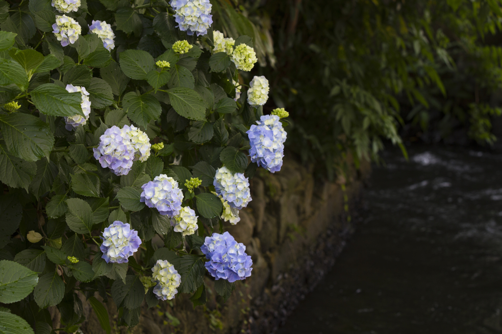 雨上がりの紫陽花