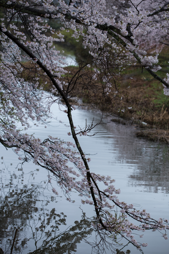 雨