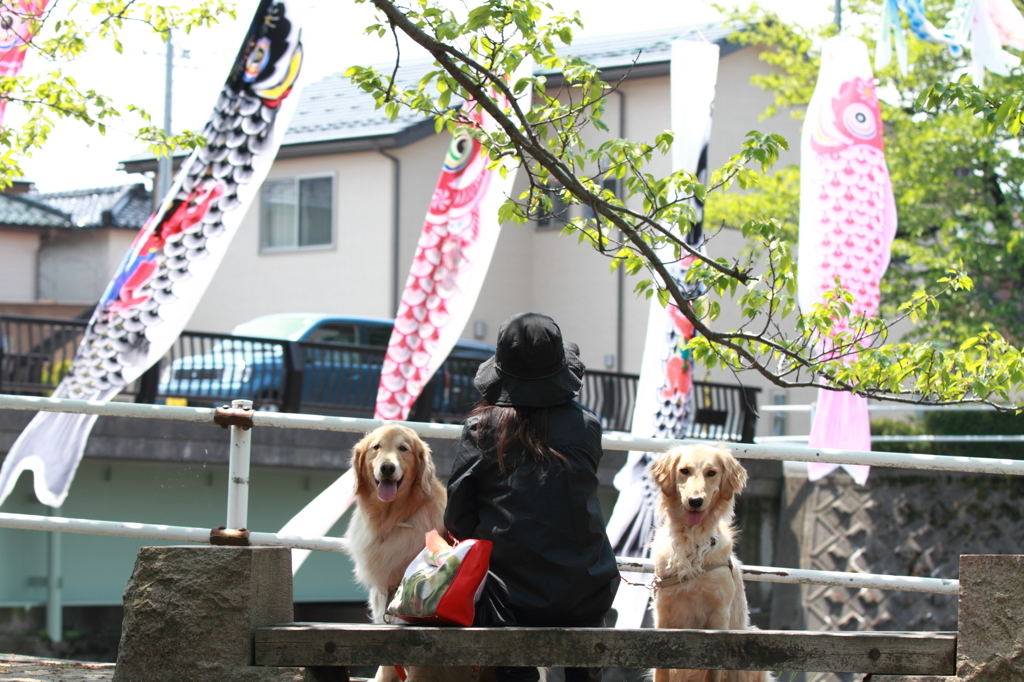 高橋川の鯉のぼり