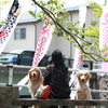 高橋川の鯉のぼり