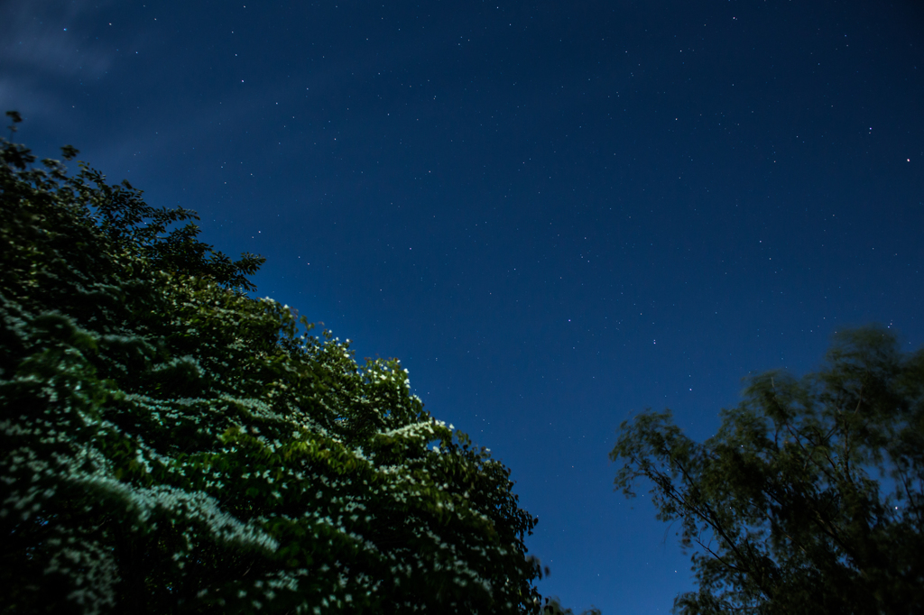 やまぼうしと星空